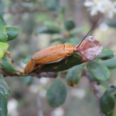 Ellipsidion humerale (Common Ellipsidion) at Mount Ainslie to Black Mountain - 21 Jan 2023 by MatthewFrawley