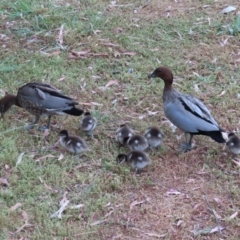 Chenonetta jubata (Australian Wood Duck) at Barton, ACT - 21 Jan 2023 by MatthewFrawley