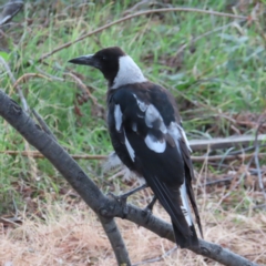 Gymnorhina tibicen (Australian Magpie) at Barton, ACT - 21 Jan 2023 by MatthewFrawley