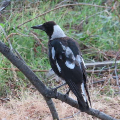 Gymnorhina tibicen (Australian Magpie) at Lake Burley Griffin Central/East - 21 Jan 2023 by MatthewFrawley