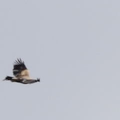 Aquila audax (Wedge-tailed Eagle) at Rendezvous Creek, ACT - 21 Jan 2023 by JimL