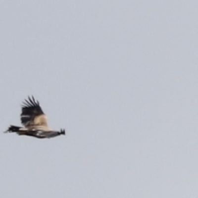 Aquila audax (Wedge-tailed Eagle) at Rendezvous Creek, ACT - 21 Jan 2023 by JimL