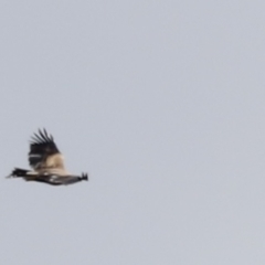 Aquila audax (Wedge-tailed Eagle) at Rendezvous Creek, ACT - 20 Jan 2023 by JimL