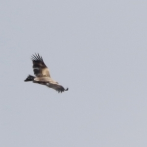 Aquila audax at Rendezvous Creek, ACT - 21 Jan 2023