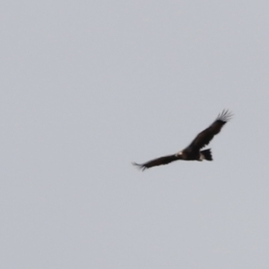 Aquila audax at Rendezvous Creek, ACT - 21 Jan 2023