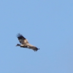 Aquila audax at Rendezvous Creek, ACT - 21 Jan 2023