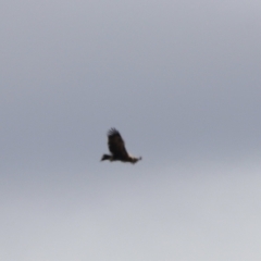 Aquila audax at Rendezvous Creek, ACT - 21 Jan 2023