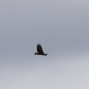 Aquila audax at Rendezvous Creek, ACT - 21 Jan 2023