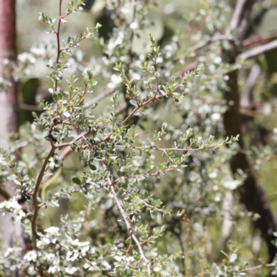 Leptospermum myrtifolium (Myrtle Teatree) at Namadgi National Park - 21 Jan 2023 by JimL