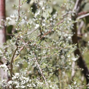 Leptospermum myrtifolium at Rendezvous Creek, ACT - 21 Jan 2023