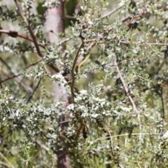 Leptospermum myrtifolium at Rendezvous Creek, ACT - 21 Jan 2023