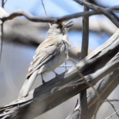 Colluricincla harmonica (Grey Shrikethrush) at Rendezvous Creek, ACT - 21 Jan 2023 by JimL