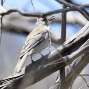 Colluricincla harmonica at Rendezvous Creek, ACT - 21 Jan 2023 12:37 PM