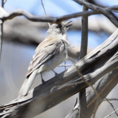 Colluricincla harmonica (Grey Shrikethrush) at Namadgi National Park - 21 Jan 2023 by JimL