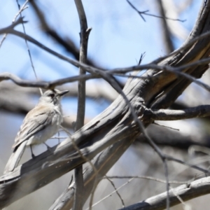 Colluricincla harmonica at Rendezvous Creek, ACT - 21 Jan 2023 12:37 PM