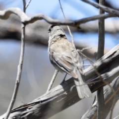 Colluricincla harmonica at Rendezvous Creek, ACT - 21 Jan 2023 12:37 PM