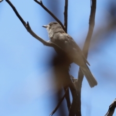 Colluricincla harmonica at Rendezvous Creek, ACT - 21 Jan 2023 12:37 PM