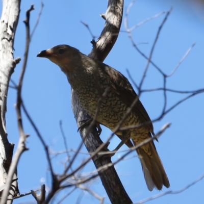 Ptilonorhynchus violaceus (Satin Bowerbird) at Rendezvous Creek, ACT - 21 Jan 2023 by JimL