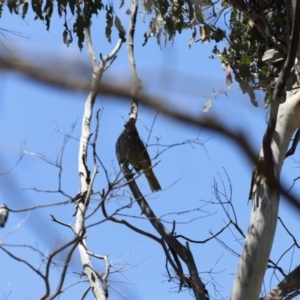 Ptilonorhynchus violaceus at Rendezvous Creek, ACT - 21 Jan 2023