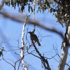 Ptilonorhynchus violaceus at Rendezvous Creek, ACT - 21 Jan 2023