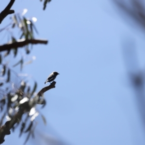 Artamus cyanopterus cyanopterus at Rendezvous Creek, ACT - 21 Jan 2023