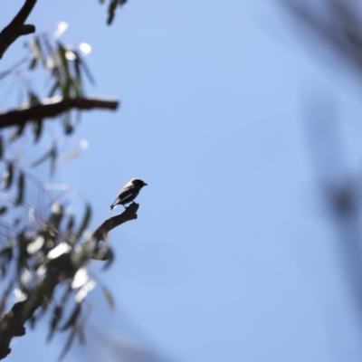 Artamus cyanopterus cyanopterus (Dusky Woodswallow) at Namadgi National Park - 21 Jan 2023 by JimL