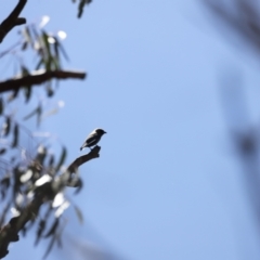 Artamus cyanopterus (Dusky Woodswallow) at Rendezvous Creek, ACT - 21 Jan 2023 by JimL