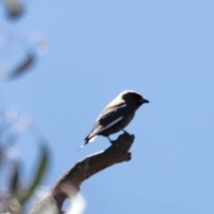 Artamus cyanopterus at Rendezvous Creek, ACT - 21 Jan 2023