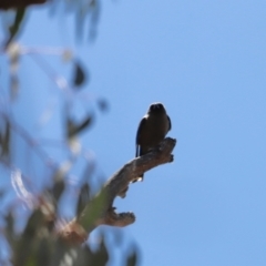 Artamus cyanopterus at Rendezvous Creek, ACT - 21 Jan 2023