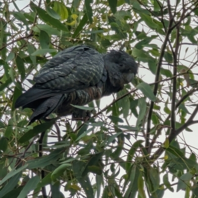 Callocephalon fimbriatum (Gang-gang Cockatoo) at Phillip, ACT - 22 Jan 2023 by stofbrew