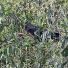 Callocephalon fimbriatum at Phillip, ACT - suppressed