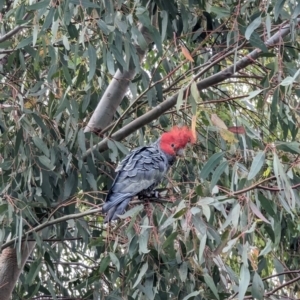 Callocephalon fimbriatum at Phillip, ACT - 22 Jan 2023