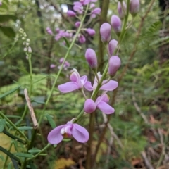 Comesperma ericinum (Heath Milkwort) at Ulladulla Wildflower Reserve - 19 Jan 2023 by stofbrew