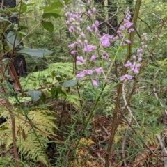 Comesperma ericinum at Ulladulla, NSW - 19 Jan 2023 03:22 PM