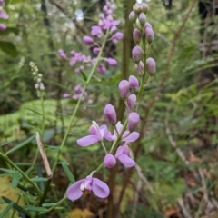 Comesperma ericinum at Ulladulla, NSW - 19 Jan 2023 03:22 PM