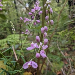 Comesperma ericinum at Ulladulla, NSW - 19 Jan 2023 03:22 PM