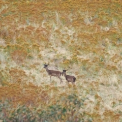 Dama dama (Fallow Deer) at Ginninderry Conservation Corridor - 22 Jan 2023 by wombey