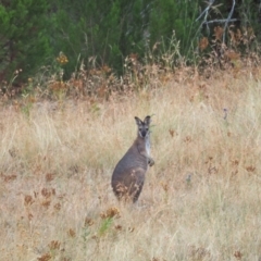 Notamacropus rufogriseus (Red-necked Wallaby) at Coree, ACT - 22 Jan 2023 by wombey