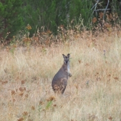 Notamacropus rufogriseus (Red-necked Wallaby) at Coree, ACT - 21 Jan 2023 by wombey