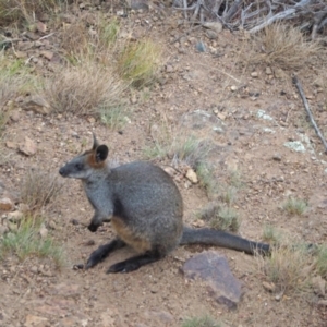 Wallabia bicolor at Coree, ACT - 22 Jan 2023