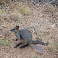 Wallabia bicolor (Swamp Wallaby) at Coree, ACT - 21 Jan 2023 by wombey