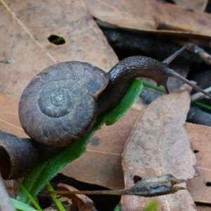 Pommerhelix mastersi at Jerrawangala, NSW - 20 Jan 2023