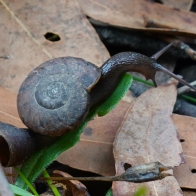 Pommerhelix mastersi (Merimbula Woodland Snail) at Jerrawangala National Park - 20 Jan 2023 by RobG1