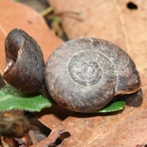 Pommerhelix mastersi at Jerrawangala, NSW - suppressed