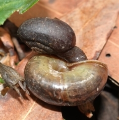 Pommerhelix mastersi at Jerrawangala, NSW - 20 Jan 2023