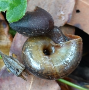 Pommerhelix mastersi at Jerrawangala, NSW - suppressed