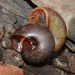 Pommerhelix mastersi at Jerrawangala, NSW - 20 Jan 2023