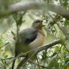 Acanthorhynchus tenuirostris (Eastern Spinebill) at QPRC LGA - 30 Jan 2022 by arjay