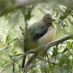 Acanthorhynchus tenuirostris at Charleys Forest, NSW - 30 Jan 2022