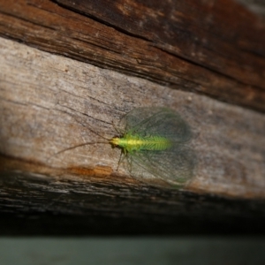 Mallada sp. (genus) at Charleys Forest, NSW - 21 Jan 2023